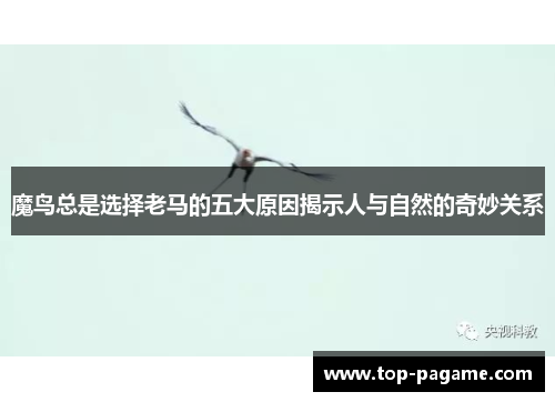 魔鸟总是选择老马的五大原因揭示人与自然的奇妙关系